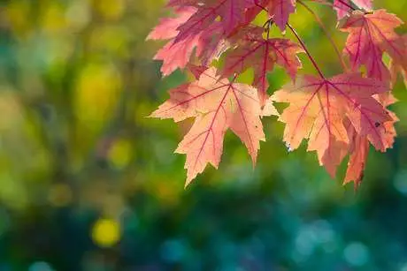 bokeh