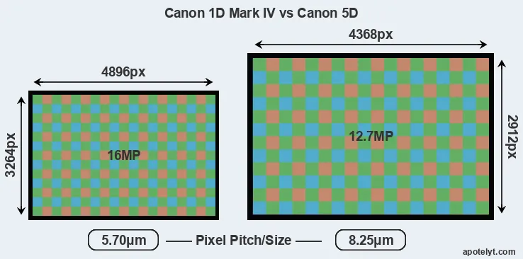 1D Mark IV versus 5D MP