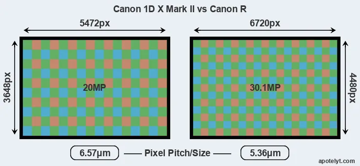 1DX Mark II versus Canon R MP
