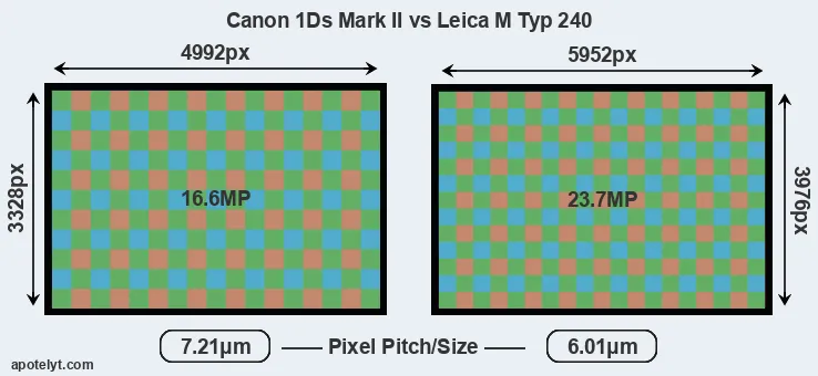 1Ds Mark II versus M Typ 240 MP