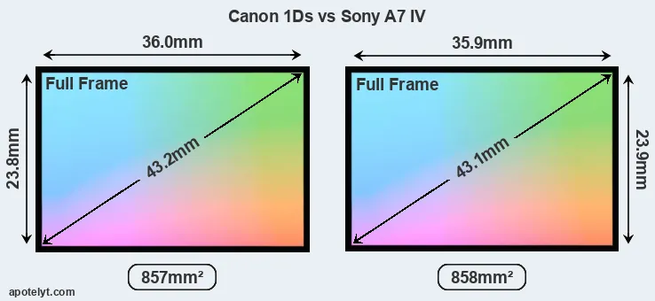 Canon 1Ds and Sony A7 IV sensor measures