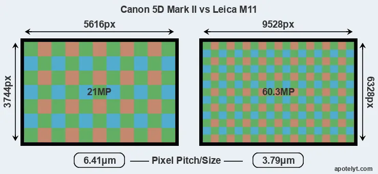 5D Mark II versus M11 MP